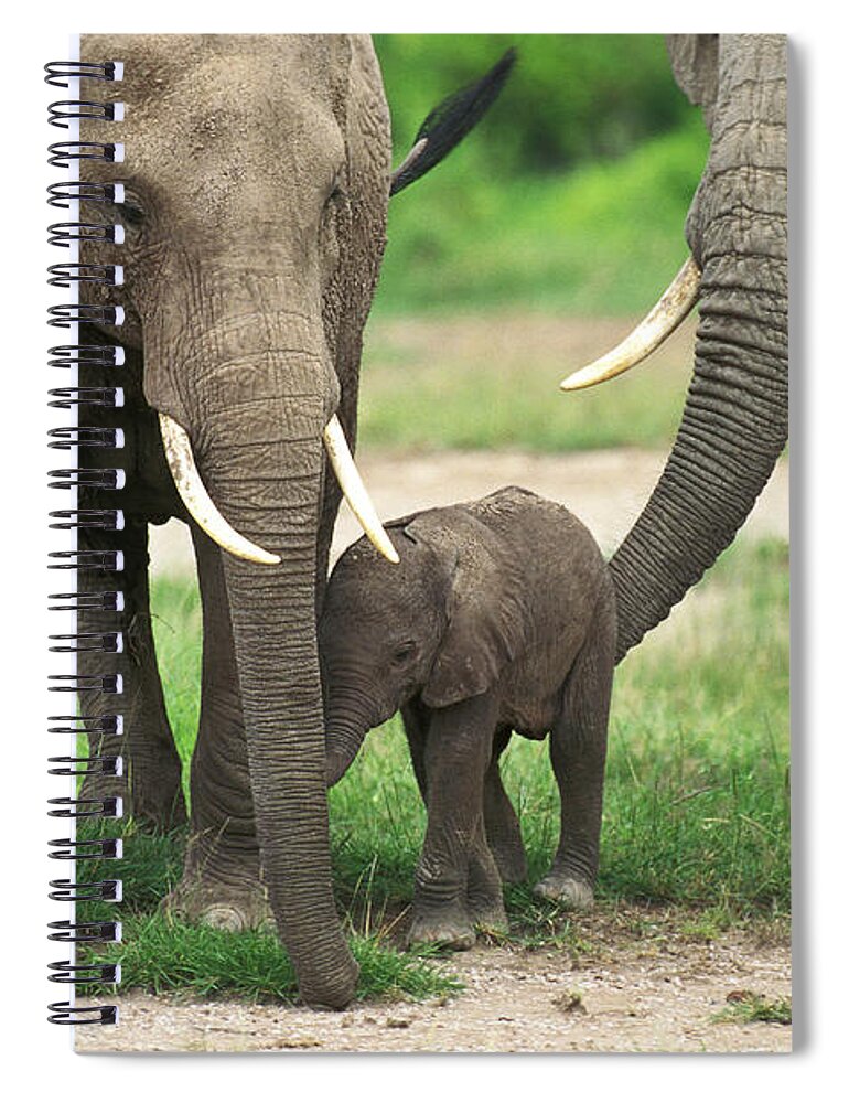 African Elephant Spiral Notebook featuring the photograph African Elephant Loxodonta Africana #11 by Gerard Lacz