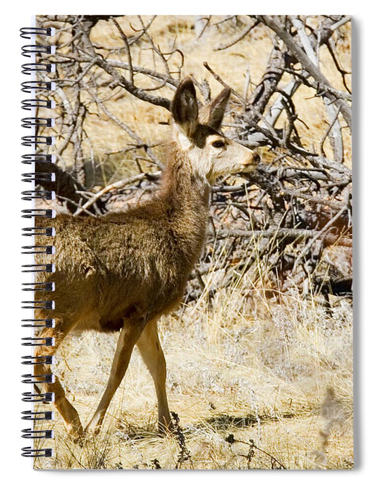 Deer Spiral Notebook featuring the photograph Mule Deer in the Pike National Forest #11 by Steven Krull