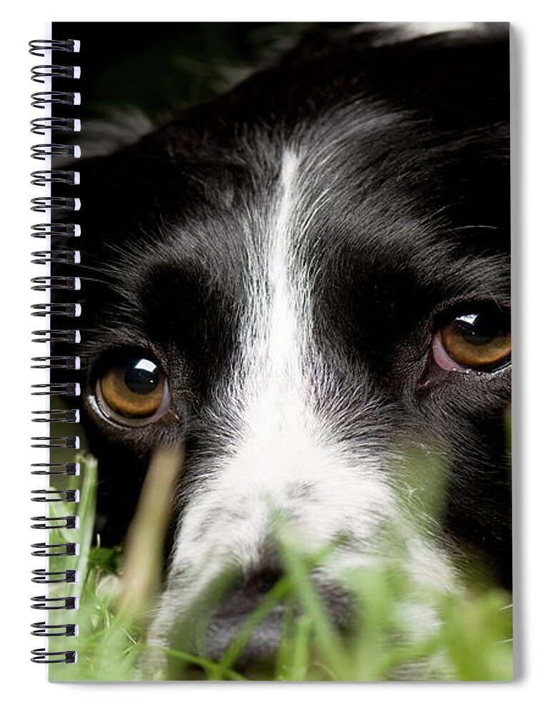 Dog Spiral Notebook featuring the photograph Dog #12 by Jackie Russo