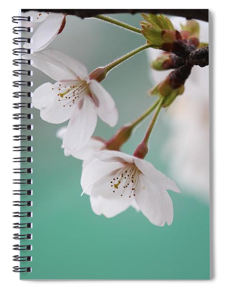 Blossom Spiral Notebook featuring the photograph Blossom #13 by Jackie Russo