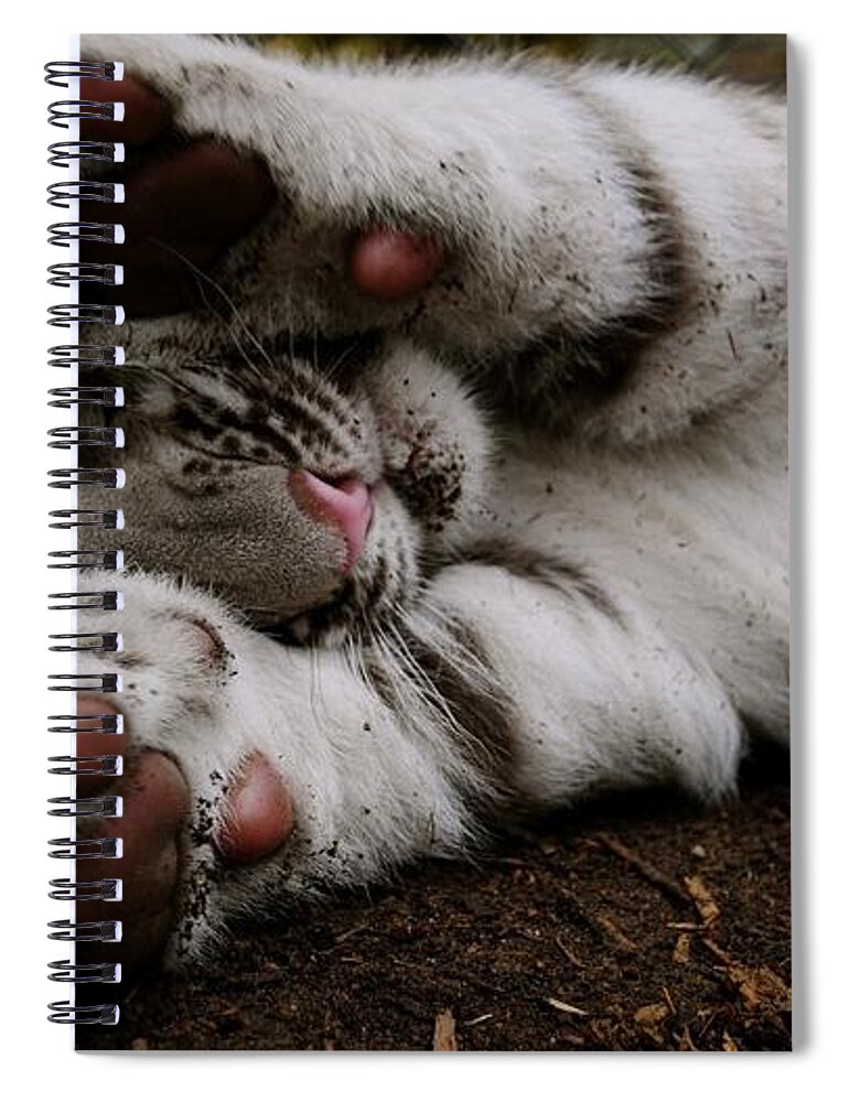 White Tiger Spiral Notebook featuring the photograph White Tiger #13 by Jackie Russo