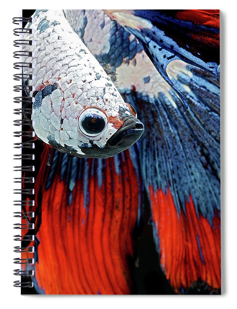 Betta Spiral Notebook featuring the photograph Betta #14 by Jackie Russo