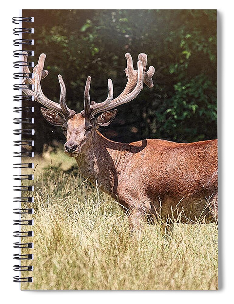 14 Point Buck Spiral Notebook featuring the photograph 14 Point Buck Big Boy by Peggy Franz
