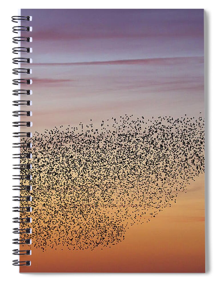 Common Starling Spiral Notebook featuring the photograph 150501p251 by Arterra Picture Library