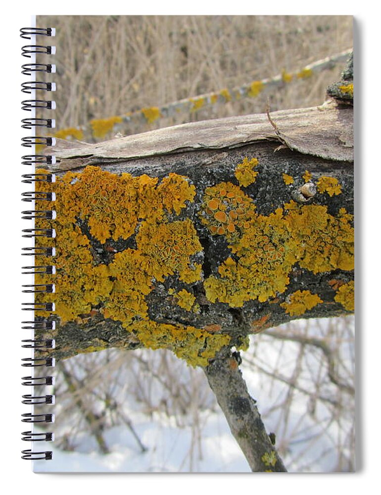 Moss Spiral Notebook featuring the photograph Moss #16 by Mariel Mcmeeking