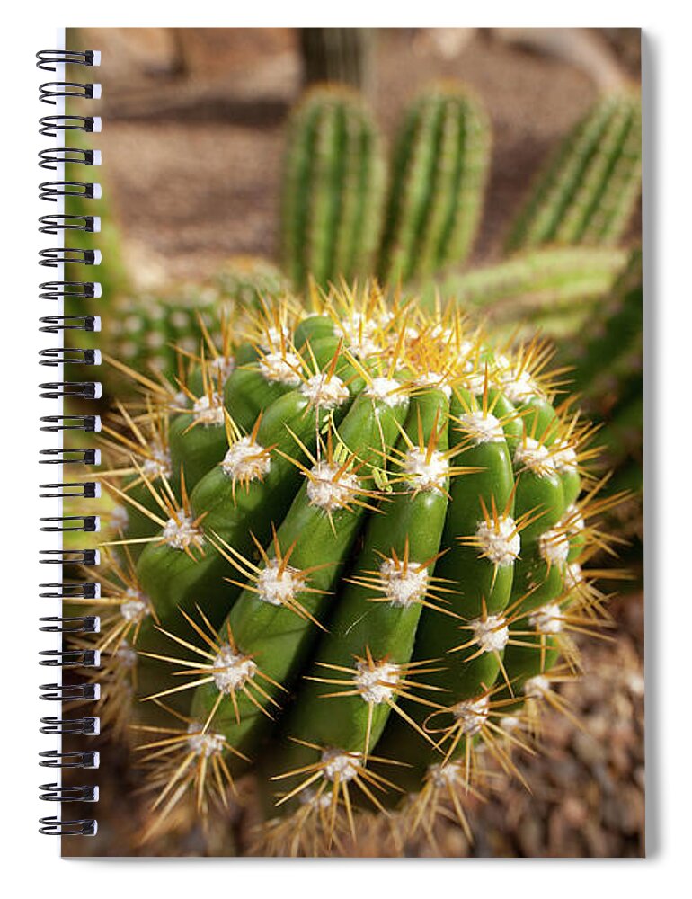 Cactus Spiral Notebook featuring the photograph Textures of Arizona #17 by John Magyar Photography