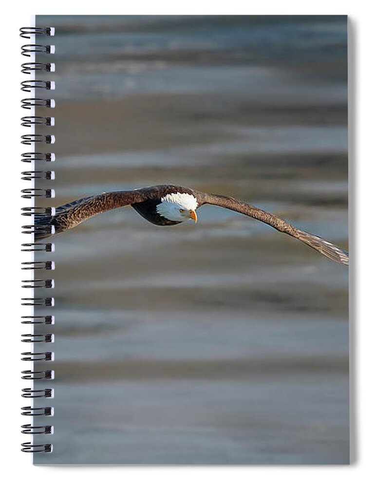 Illinois Spiral Notebook featuring the photograph Bald Eagle #17 by Peter Lakomy