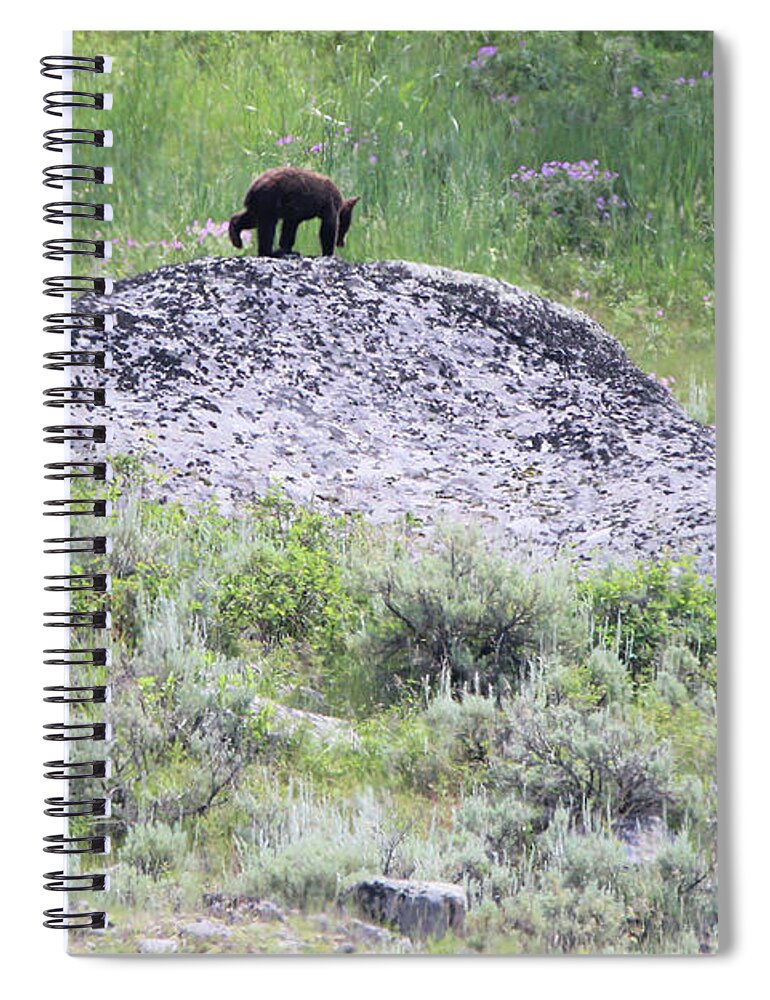 American Black Bear Spiral Notebook featuring the photograph American Black Bear Yellowstone USA #2 by Bob Savage