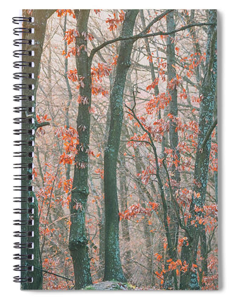 Landscape Spiral Notebook featuring the photograph Autumn forest #2 by Jelena Jovanovic