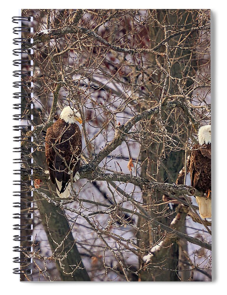Illinois Spiral Notebook featuring the photograph Bald Eagle #2 by Peter Lakomy