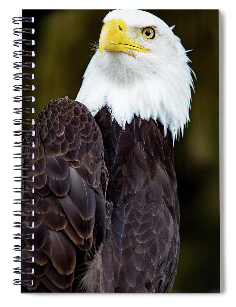 Bird Spiral Notebook featuring the digital art Bald Eagle #2 by Birdly Canada