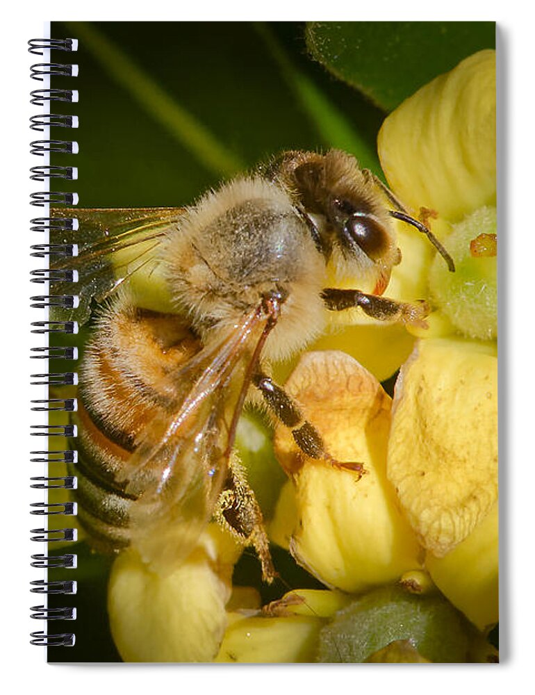 Animals Spiral Notebook featuring the photograph Bees Gathering from Pittosporum Flowers #2 by Jim Thompson