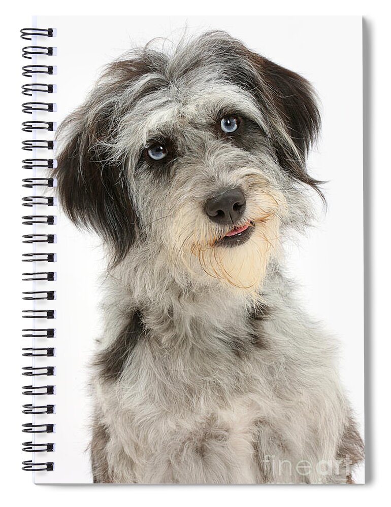 Nature Spiral Notebook featuring the photograph Blue Merle Cadoodle #2 by Mark Taylor