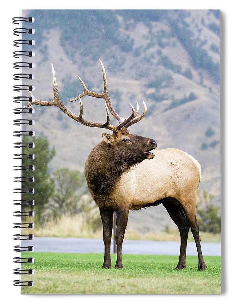 Elk Spiral Notebook featuring the photograph Bull Elk by Wesley Aston