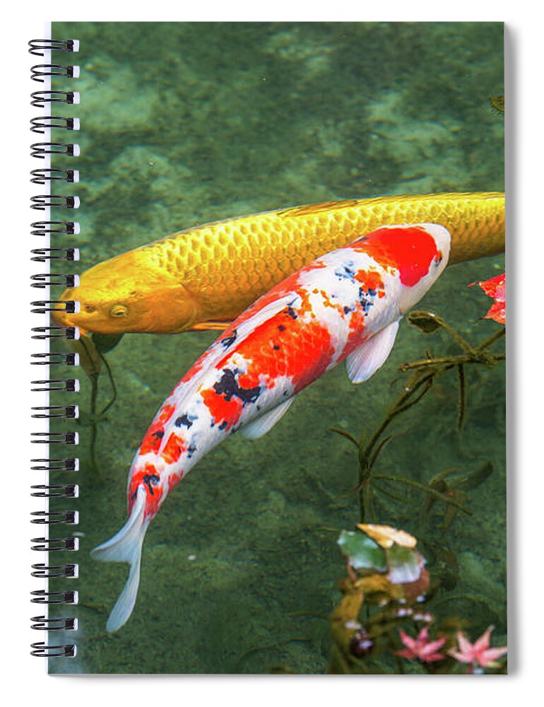 Colored Carp Spiral Notebook featuring the photograph Colored Carp at Monet's Pond #2 by Hisao Mogi