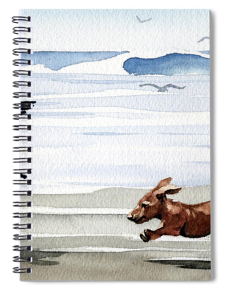 Dachshund Running Playing Seagull Beach Ocean Waves Shore Pet Dog Breed Canine Art Print Artwork Painting Watercolor Gift Gifts Picture Spiral Notebook featuring the painting Dachshund at the Beach by David Rogers