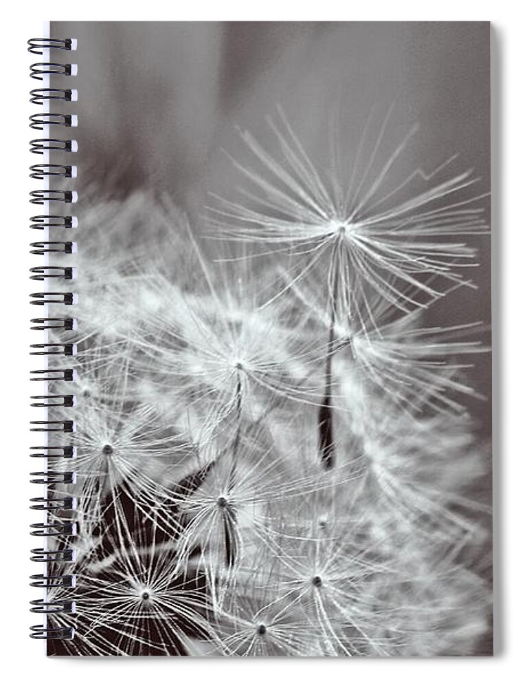 Flower Spiral Notebook featuring the photograph Dandelion #2 by Cesar Vieira