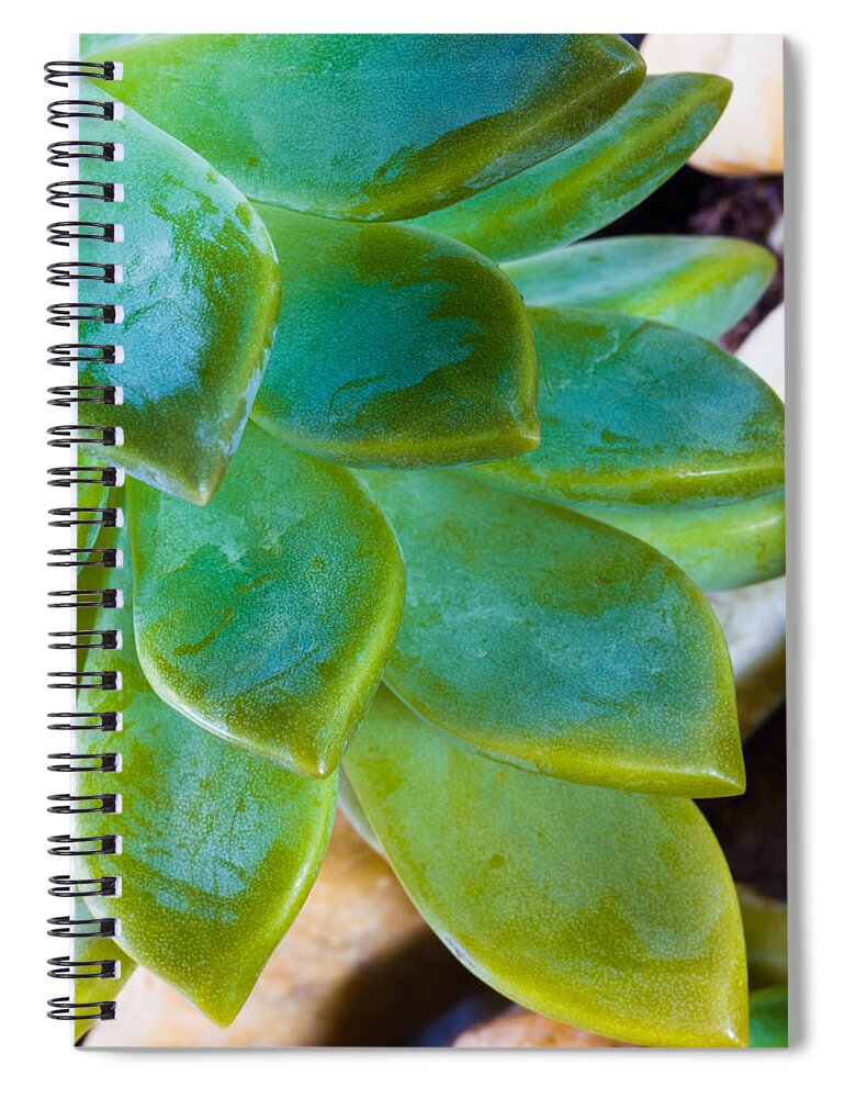 Beautiful Spiral Notebook featuring the photograph Blue Pearl Plant by Raul Rodriguez