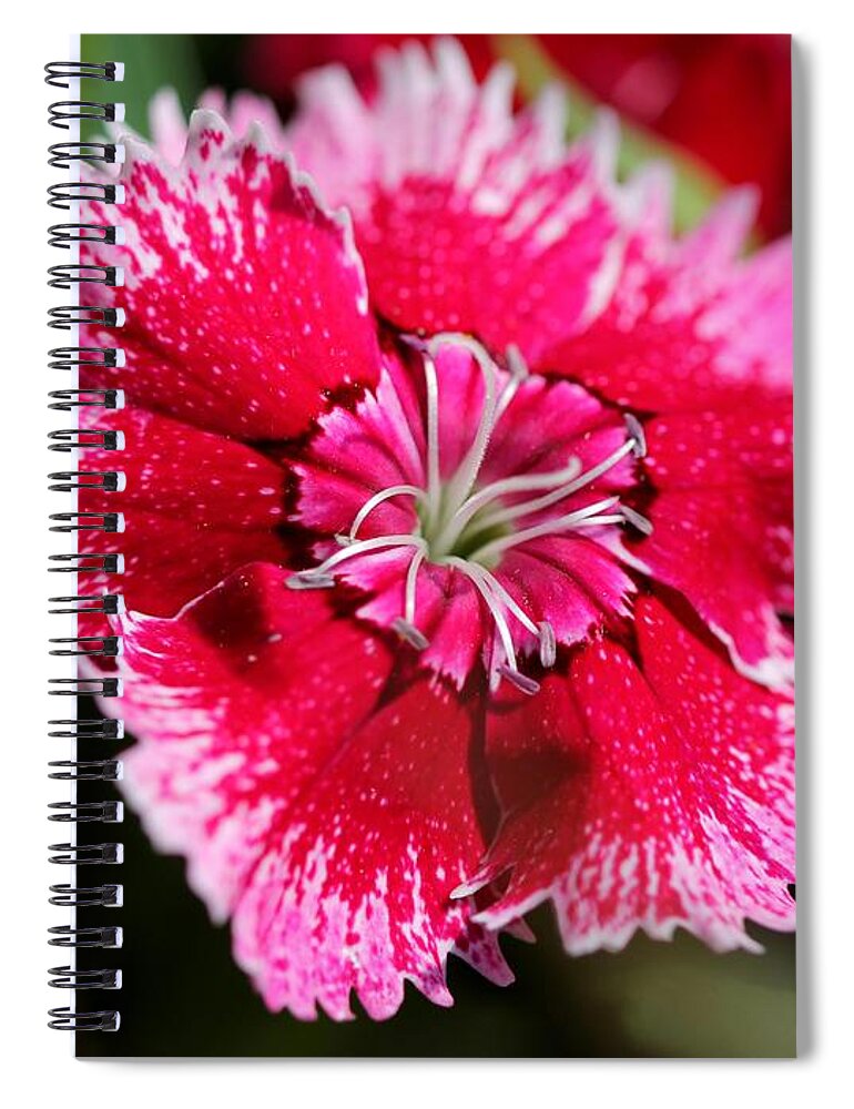 Mccombie Spiral Notebook featuring the photograph Dianthus named Floral Lace Violet Picotee #3 by J McCombie