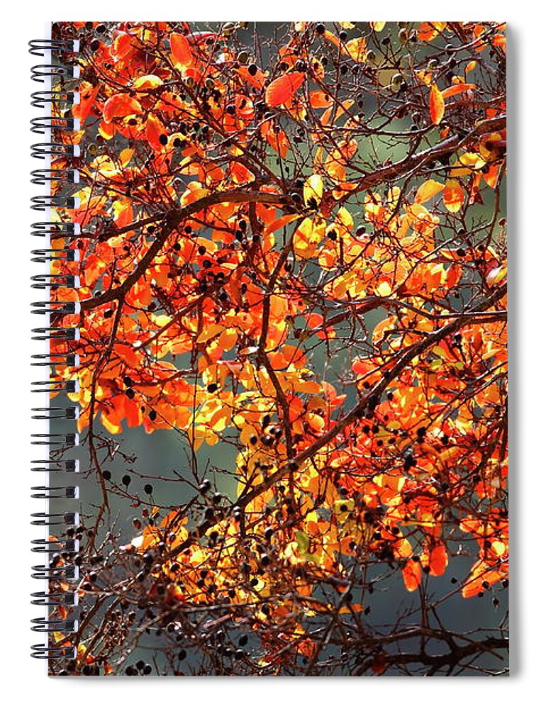 Autumn Spiral Notebook featuring the photograph Fall Leaves #2 by Nicholas Burningham