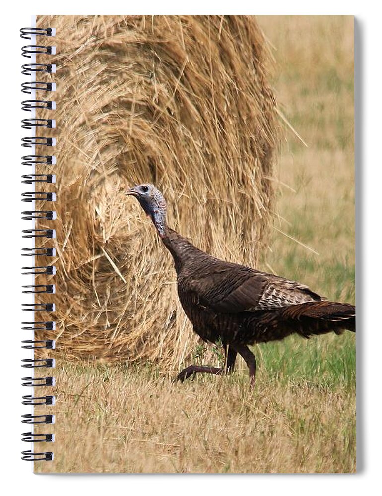 Mccombie Spiral Notebook featuring the photograph Female Eastern Wild Turkey #2 by J McCombie