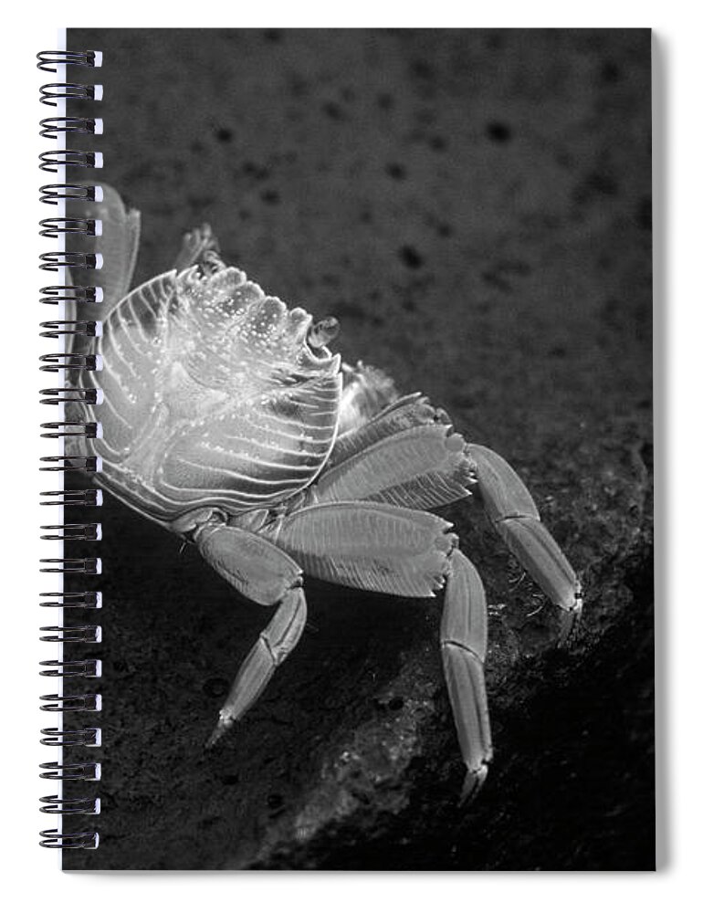 Black And White Spiral Notebook featuring the photograph Galapagos_19-15 #2 by Craig Lovell