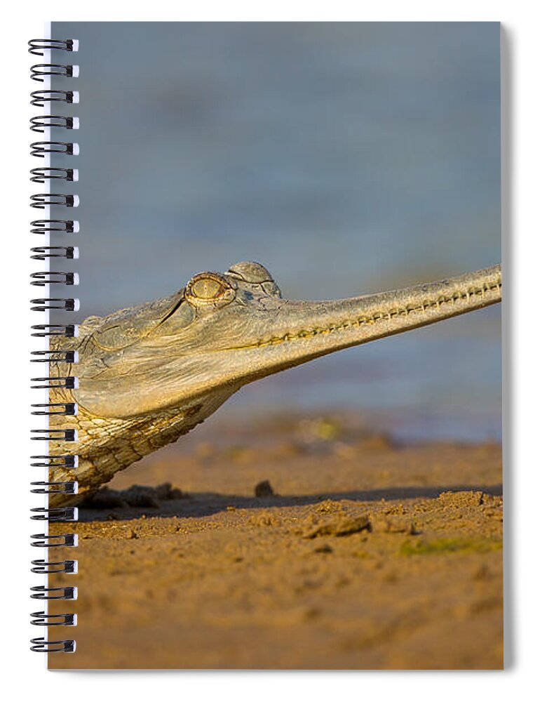 Gharial Spiral Notebook featuring the photograph Gharial In India #2 by B. G. Thomson