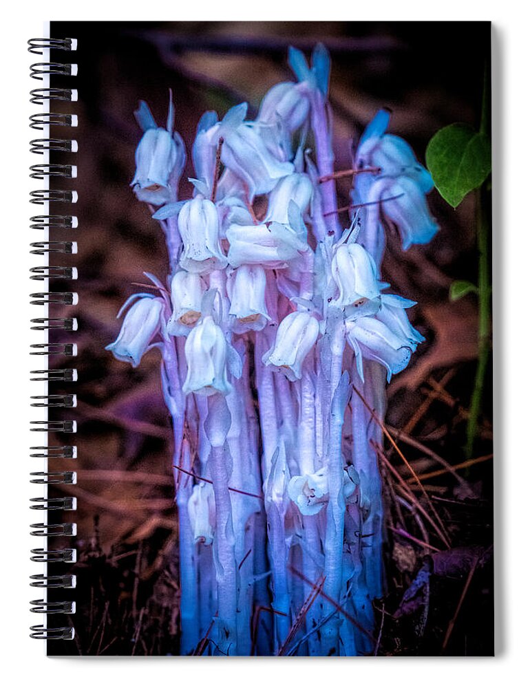 Ghost Plant Spiral Notebook featuring the photograph Ghost plant #2 by Lilia S