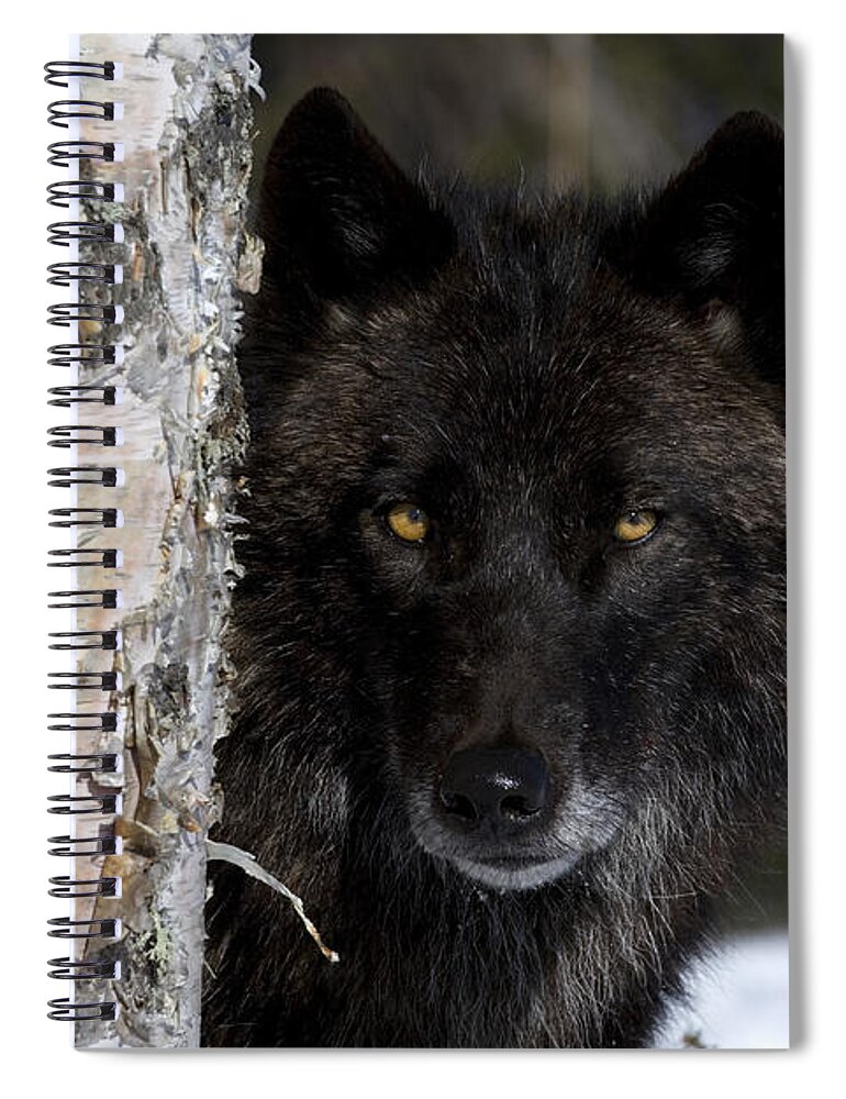 Gray Wolf Spiral Notebook featuring the photograph Gray Wolf by Jean-Louis Klein and Marie-Luce Hubert