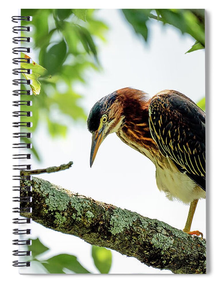 Heron Spiral Notebook featuring the photograph Green heron portrait #2 by Sam Rino