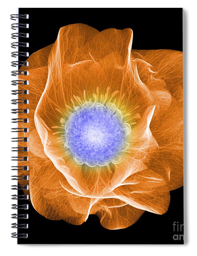 Science Spiral Notebook featuring the photograph Hellebore Flower, X-ray #2 by Ted Kinsman