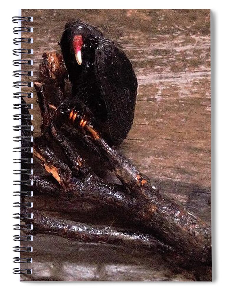 3d Spiral Notebook featuring the mixed media 2 Hulking Vultures by Roger Swezey