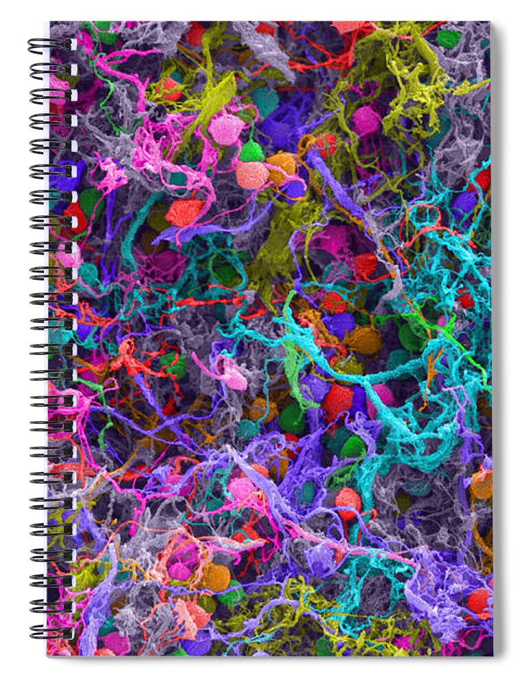 Neuron Spiral Notebook featuring the photograph Human Brain Cells, Sem #5 by Ted Kinsman