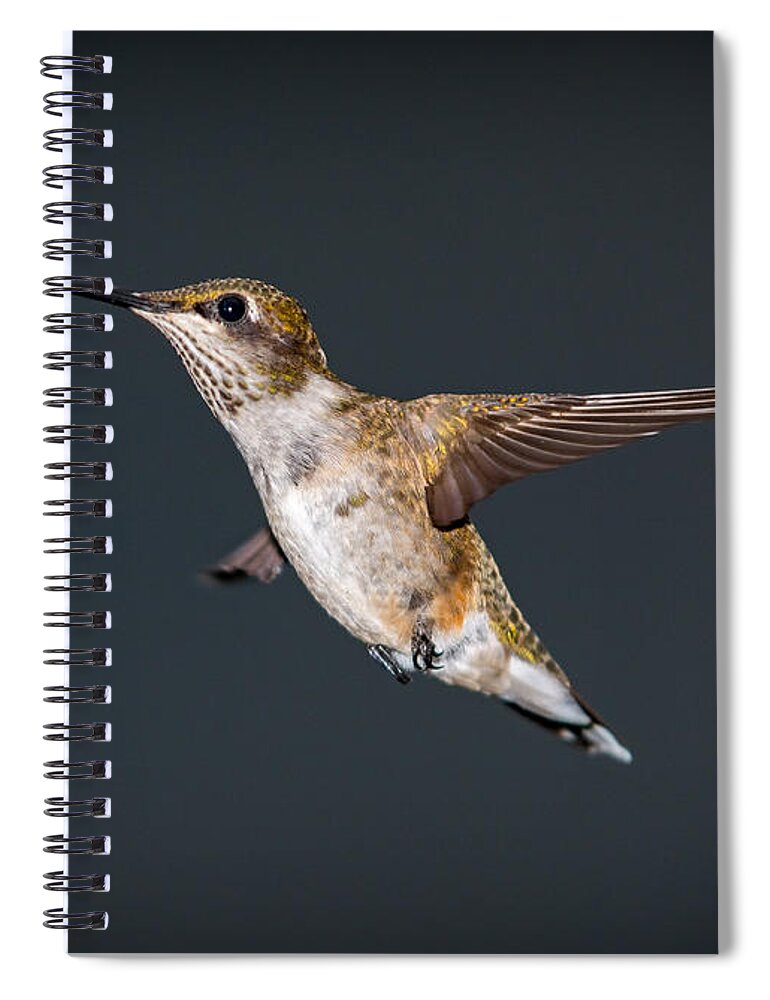 Hummingbird Spiral Notebook featuring the photograph Hummingbird In Flight #2 by Holden The Moment