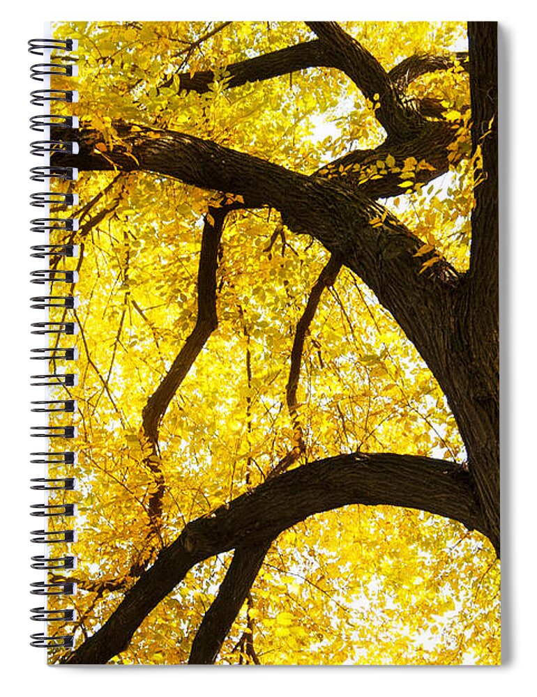Yellow Spiral Notebook featuring the photograph Nature's Canopy by Patty Colabuono