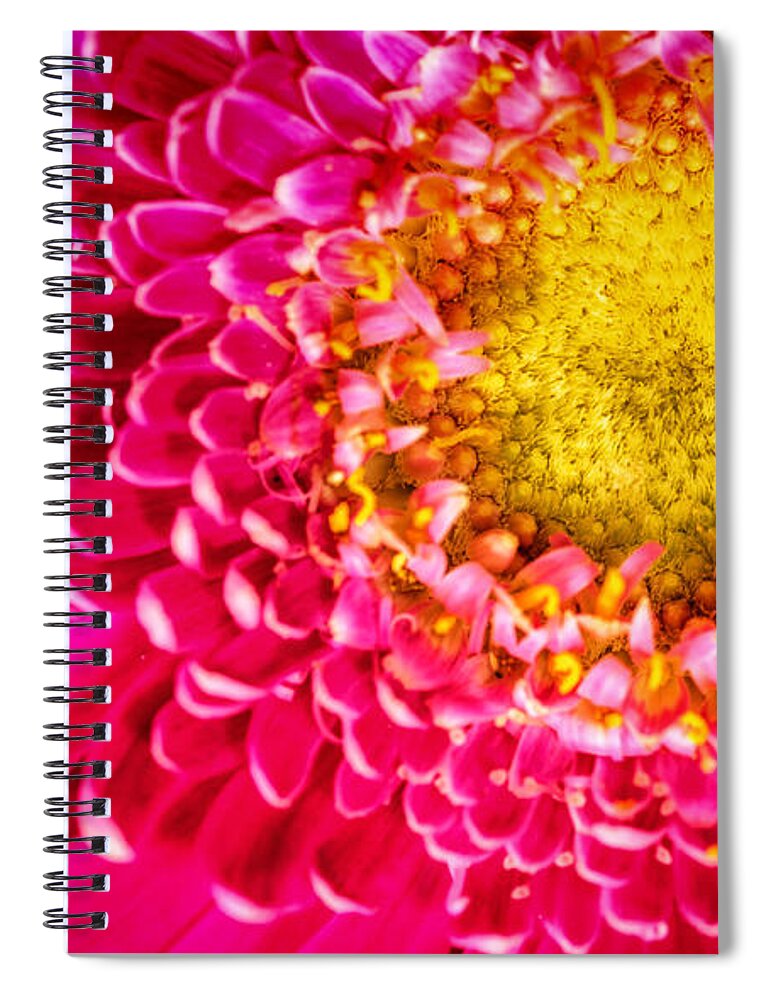 Abstract Spiral Notebook featuring the photograph Macro Close-up of a Pink Chrysanthemum Flower #2 by John Williams
