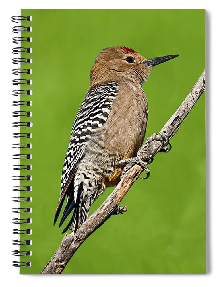 Animal Spiral Notebook featuring the photograph Male Gila Woodpecker by Jeff Goulden