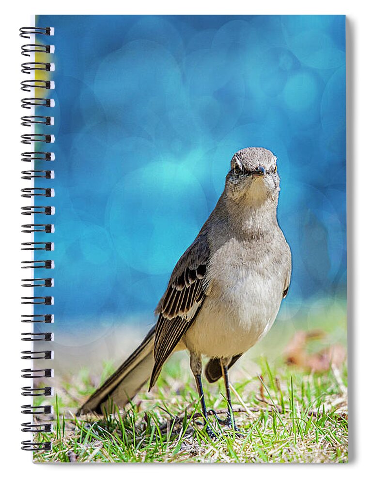 Avian Spiral Notebook featuring the photograph Mockingbird by Cathy Kovarik