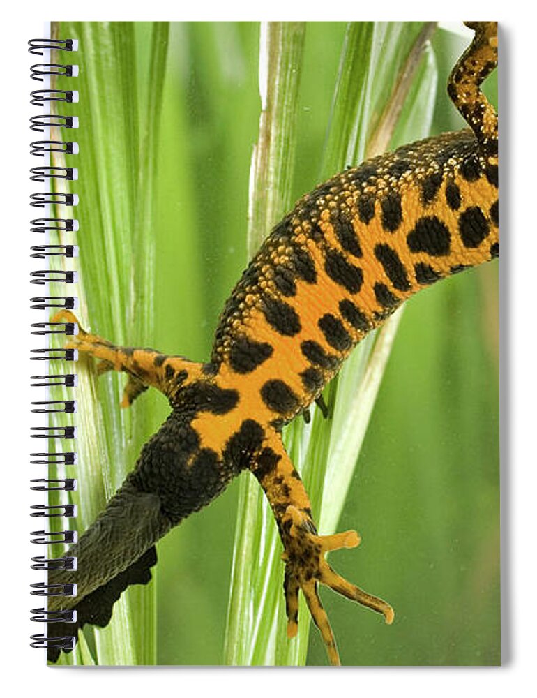 Newt Spiral Notebook featuring the photograph Newt #2 by Jackie Russo