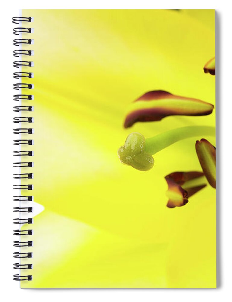 Abstract Spiral Notebook featuring the photograph Oriental Lily Flower by Raul Rodriguez