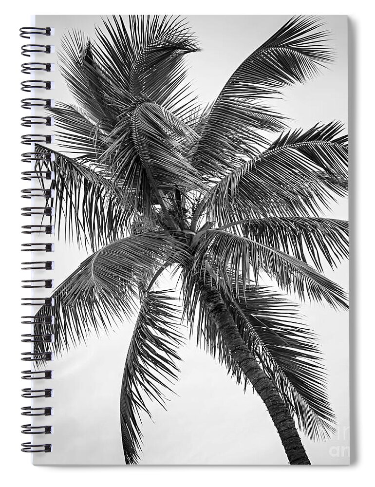 Palm Spiral Notebook featuring the photograph Palm tree 1 by Elena Elisseeva