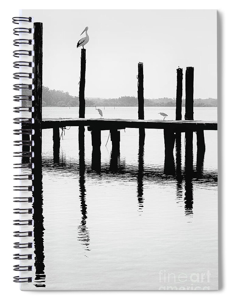 Australian White Pelican Spiral Notebook featuring the photograph Pelican on post #2 by Sheila Smart Fine Art Photography