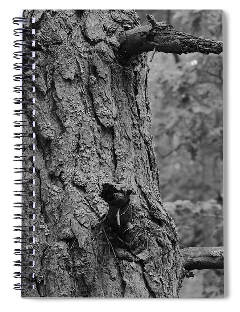Forest Spiral Notebook featuring the photograph Pine Tree #4 by Dariusz Gudowicz