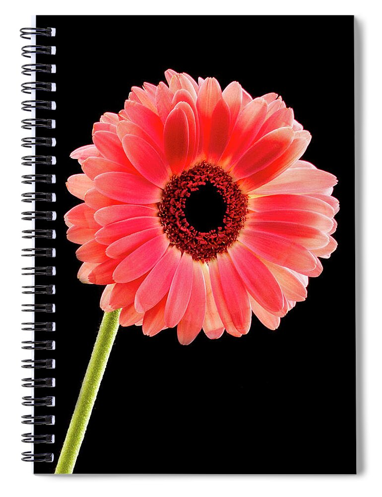 Jean Noren Spiral Notebook featuring the photograph Pretty in Pink #2 by Jean Noren