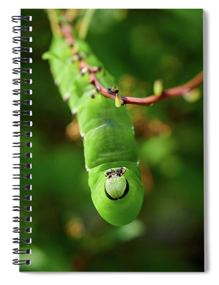 Finland Spiral Notebook featuring the photograph Privet Hawk Moth caterpillar #2 by Jouko Lehto