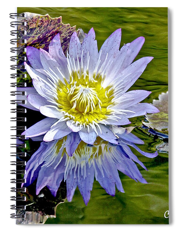 Impressionistic Spiral Notebook featuring the photograph Purple Water Lily Pond Flower Wall Decor by Carol F Austin