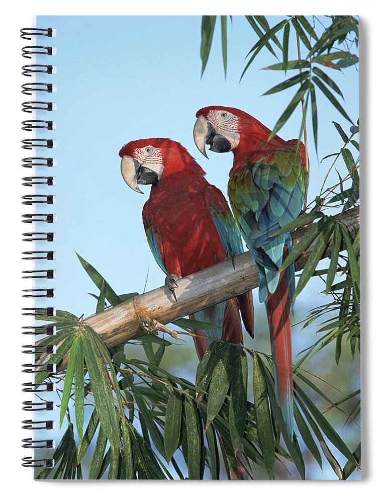 Mp Spiral Notebook featuring the photograph Red And Green Macaw Ara Chloroptera by Konrad Wothe