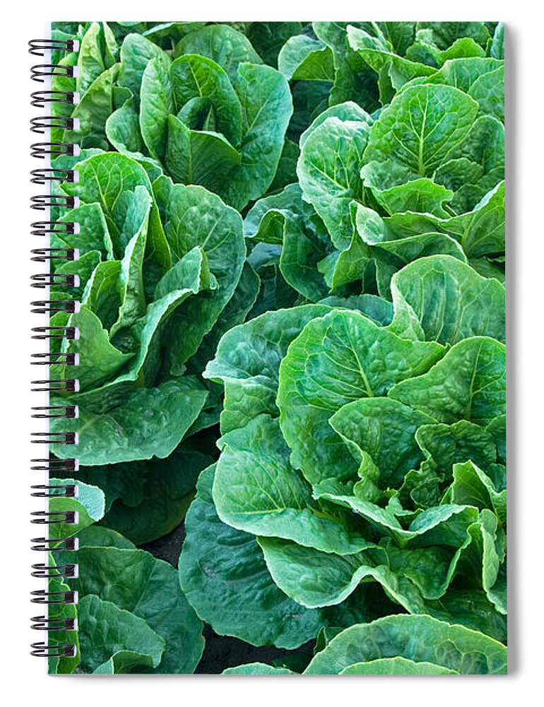 Lettuce Spiral Notebook featuring the photograph Romaine Lettuce #2 by Inga Spence