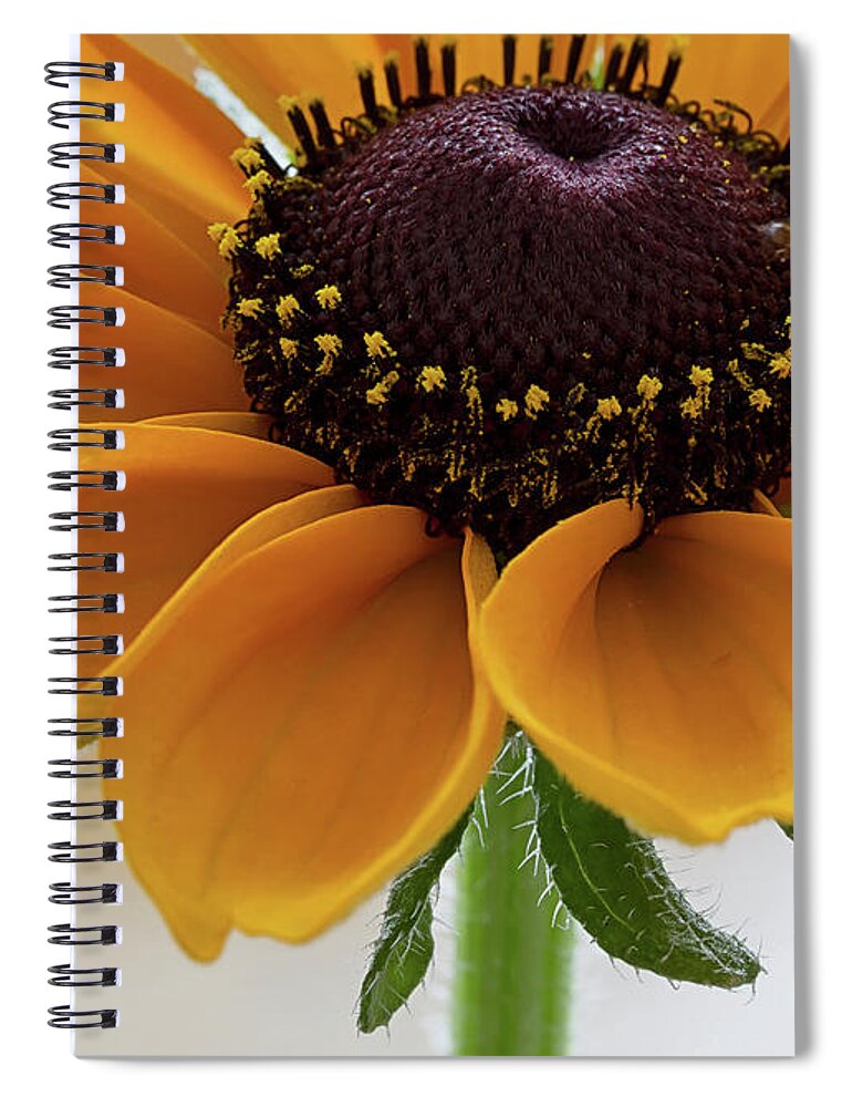 Floral Spiral Notebook featuring the photograph Rudbeckia #2 by Shirley Mitchell