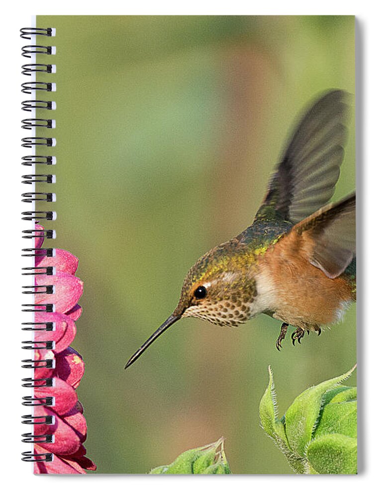 Bird Spiral Notebook featuring the photograph Rufous Hummingbird #2 by Dennis Hammer